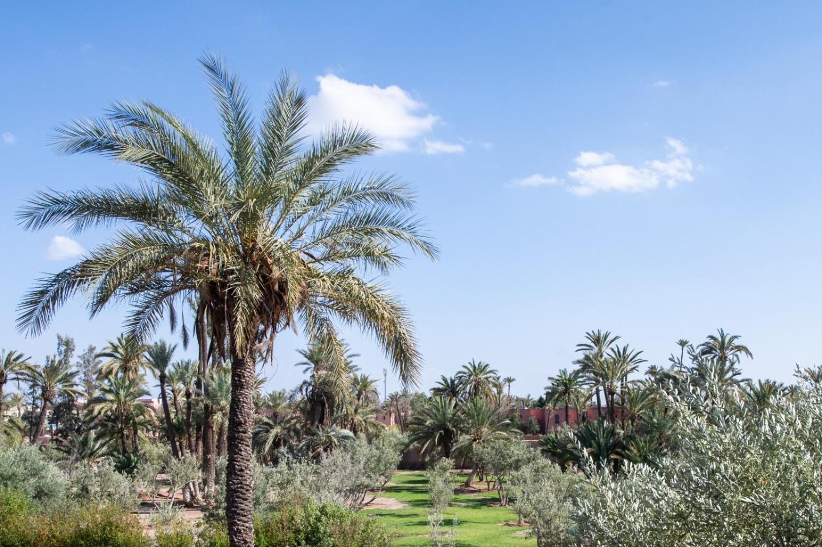 Les Palmiers * Marrakesch